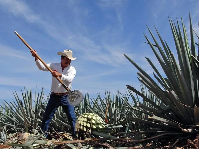 What do you know about tequila and its bottles？